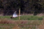 Great Bustard portfolio