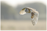 Golden Barn Owl 