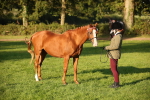 S50 - Foreign Breeds In Hand portfolio