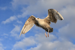 Herring Gull flying above boat, Flatanger, Norway