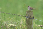 Young Tree Sparrow on post, RSPB Bempton Cliffs