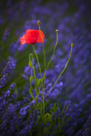 No.0020. 'Lone Poppy'