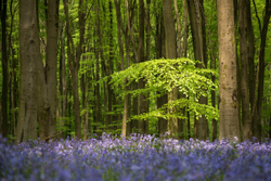 Through blue to green.