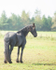 friesians 101-58