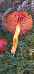 Splendid waxcap