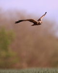 Western Marsh Harrier (male) hunting, Montgai, Spain