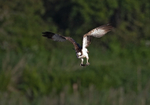 Osprey - Pandion halia...
