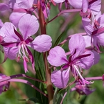 Rose-bay willowherb (Epilobium angustifolium) 