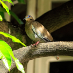 White-winged Dove, San Jose, Costa Rica