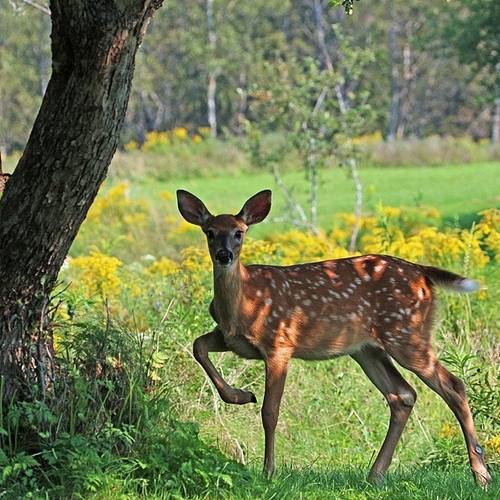 I watched this little white-tailed fawn eat apples for several minutes one day. As a result of it's jaws not being fu…