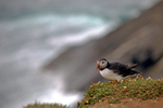 Puffin Skomer Island in Wales
