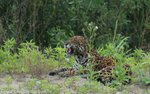 Jaguar (Otorongo)