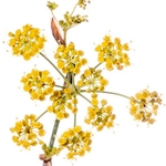 Common Fennel (Ferula comune)