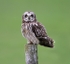 Short Eared Owl
