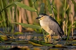 Night Heron