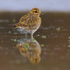 Golden Plover reflection