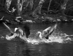 Greylag Geese