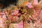 Galathea squamifera
