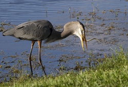 Great Blue Heron _0044