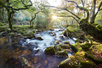 Dewerstone wood