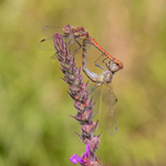 Gold Liz Wallis Mating Common Darters