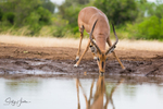 Impala Drinking 2
