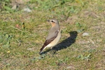 Northern Wheatear