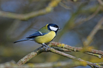 Great Tit