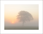 'Dawn Mist'