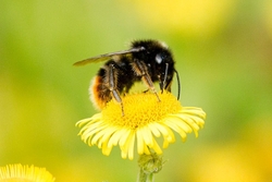 Bee on a flower