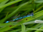 Azure Damselfly
