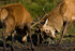Red Deer Rut