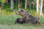 mother and Spring cubs