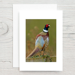 Pheasant