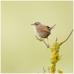 Wren with Orb Spider 