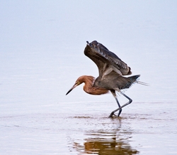 Birds   008