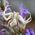 Female crab spider (Misumena vatia) on lavender. 