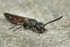 Sapyga quinquepunctata (f)