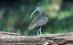 Green Ibis