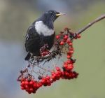 Male Ring Ouzel