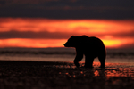 Grizzly Bear dawn on beach, Lake Clark NP, Alaska