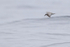 Masatierra Petrel low over waves, Pacific Ocean, Chile