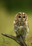 Tawny Owl