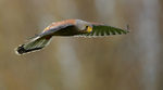 Kestrel