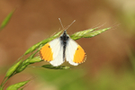 Orange-tip (male) butterfly basking, South Fawley, Berkshire
