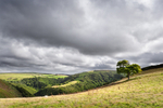 Tree and Hills