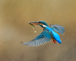 Kingfisher takes off with fish, Scotland