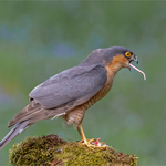 3rd Open 2nd place PDI Sparrow Hawk with Tail end by Charlie Kidd