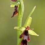 Fly Orchid (Ophrys insectifera)