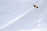 Red Fox at top of hill, Hayden Valley, Yellowstone National Park